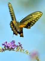 Swallowtail.jpg