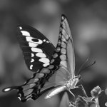 SwallowtailBW.jpg