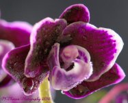 Purple Orchids #1 8-24-2016.jpg