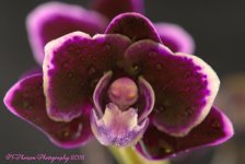 Purple Orchid #2 8-24-2016.jpg