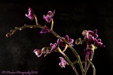 Purple Orchid #4 8-24-2016.jpg
