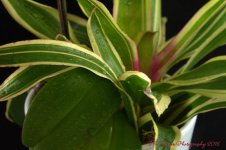 Green Leaves 8-24-2016.jpg