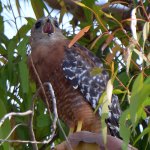Hawk2.jpg