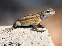 Lizard.jpg