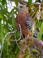 Hawk3.jpg