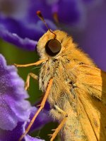 Skipper4.jpg