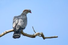 DSC_0089.jpg