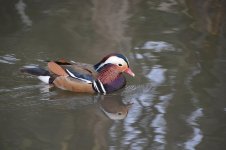 Hamilton Zoo.26.jpg