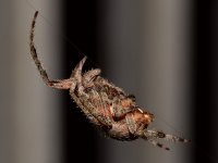 OrbWeaver3.jpg