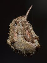 OrbWeaver2.jpg