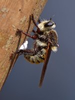 RobberFly.jpg
