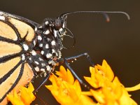 Monarch.jpg