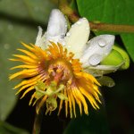 Passiflora.jpg