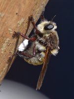 RobberFly2.jpg