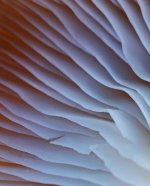 Oyster mushroom.jpg