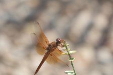 BNB_0929Dragonfly.jpg