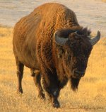 Buffalo on Antelope Island 8-26-2016.jpg