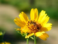 8-25-16-cr__D7K4023.jpg