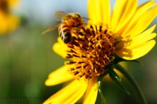 8-25-16-cr__D7K4029.jpg