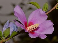 PurpleFlower.jpg