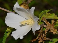 WhiteFlower.jpg