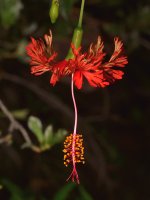 Hibiscus3.jpg