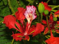 Hibiscus4.jpg