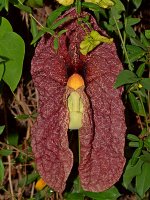 Aristolochia.jpg