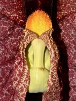 Aristolochia2.jpg