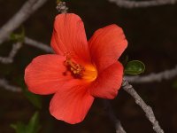 Hibiscus5.jpg