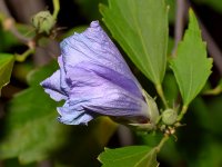 BlueFlower2.jpg
