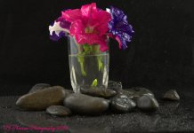 Rocks and Petunias  8-27-2016.jpg