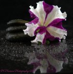 Rocks and Purple and White Petunias #2  8-27-2016.jpg