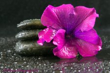 Rocks and Purple Petunia #2 8-27-2016.jpg