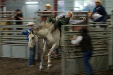 okotoks rodeo -0001.jpg