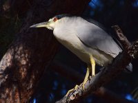 BlackHeron3.jpg