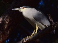 BlackHeron2.jpg