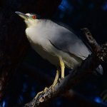 BlackHeron4.jpg