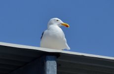 ROY_7380.JPG