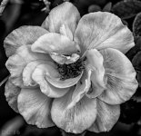 DSC_3720-Edit-Edit-Edit.jpg