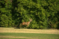 Deer on the Playground #1 8-29-2016.jpg