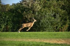 Deer on the Playground #3 8-29-2016.jpg