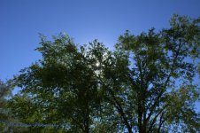 Tree on the Playground #2  8-29-2016.jpg