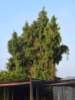 Cedar.jpg