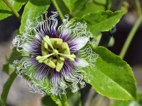 Passiflora7.jpg