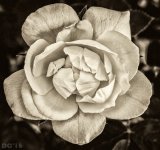 DSC_3813-Edit-2.jpg