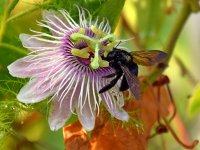 Passiflora.jpg