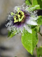 Passiflora4.jpg