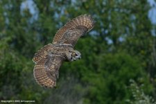 Great-Horned-Owl-182(800px).jpg
