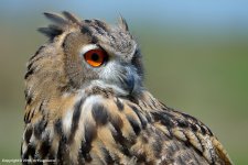 Great-Horned-Owl-336(800px).jpg